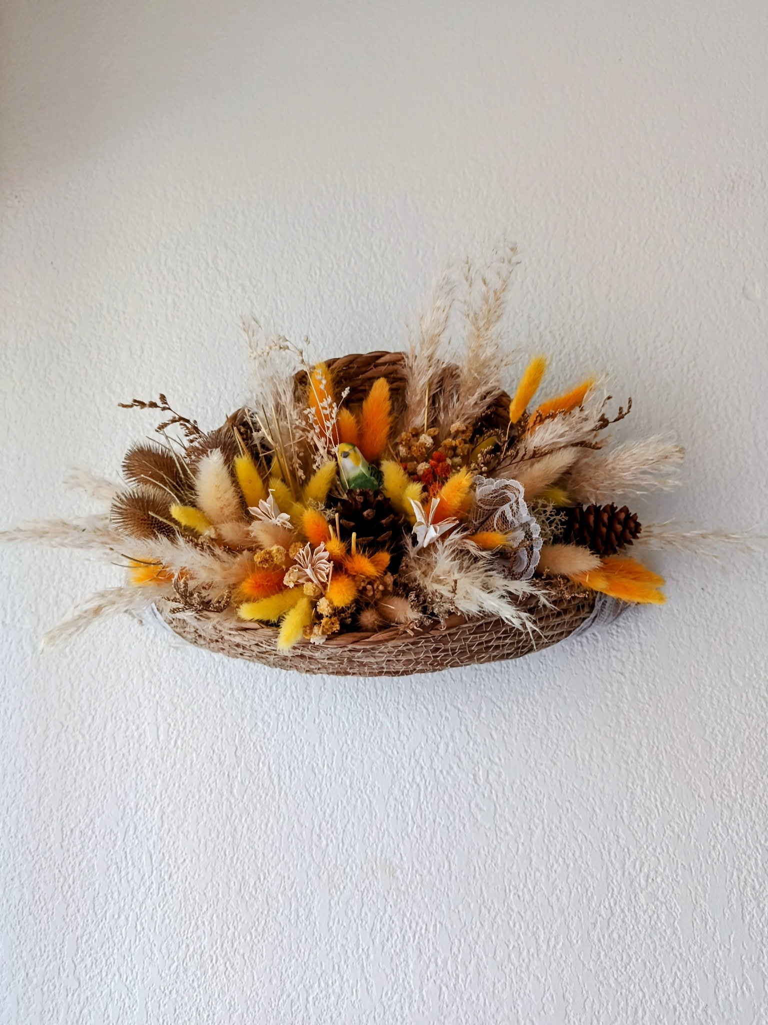 Coquillage Céleste